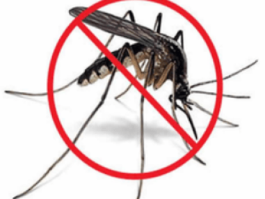 Best Mosquito Control